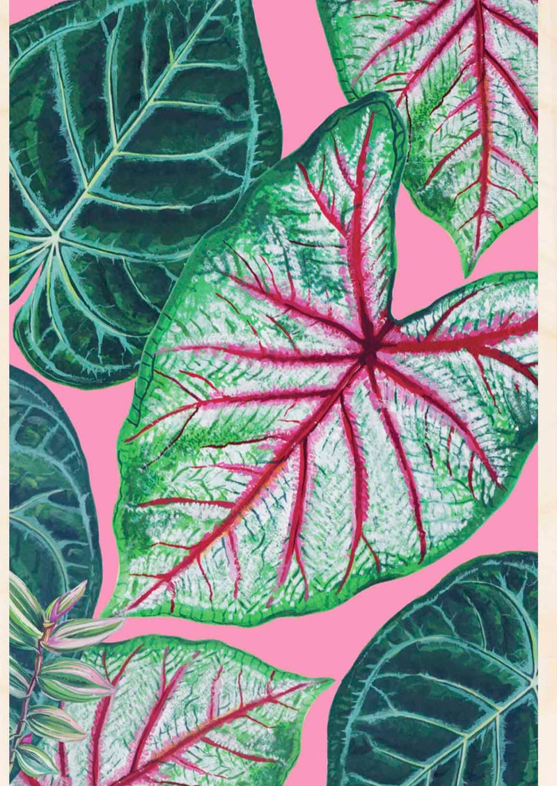 Caladium Wooden Postcard